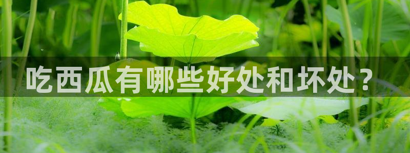 51吃瓜网今日榜单：吃西瓜有哪些好处和坏处？