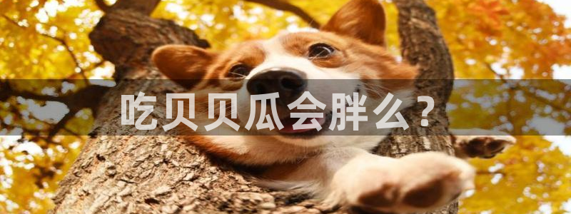 51吃瓜短剧张越女主:吃贝贝瓜会胖么?